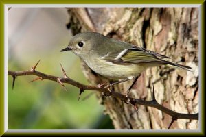 Ruby-crowned Kinglet