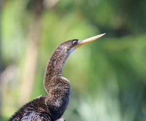 Anhinga