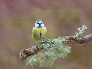 Blue Tit