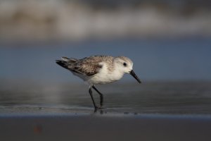 Sanderling