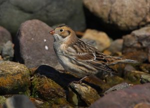 Lapland Bunting