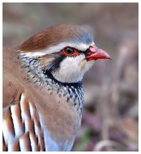 Red Legged Partridge