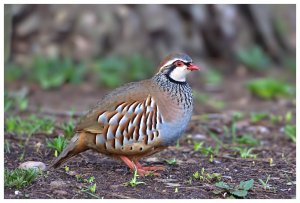 Red Legged Partridge