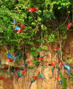 Macaw clay-lick, Tambopata, Peru
