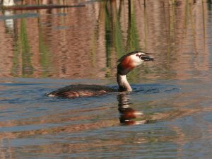 Great Crested Grebe