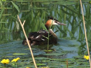 Great Crested Grebe