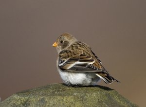 Snow Bunting