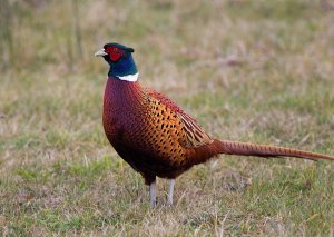 Pheasant