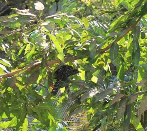 Female Asian Koel