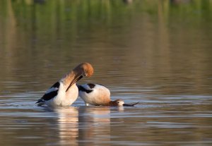 American Avocet Mating Sequence #1/4