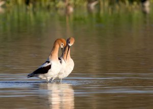 American Avocet Mating Sequence #4/4