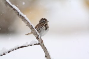 Song Sparrow