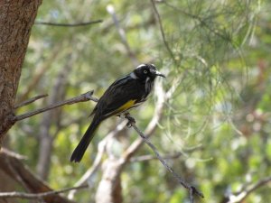 New Holland Honeyeater