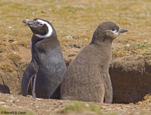 Magellanic Penguin Adult with Chick FKLD SER