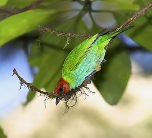 Bay-headed Tanager (male)