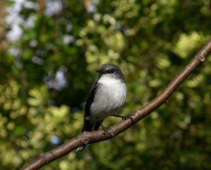 White-breasted Robin