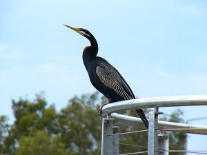 Male Darter