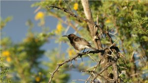 Dusky Sunbird