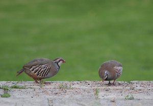 Red legged partridge