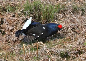 Black Grouse