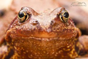 Common frog