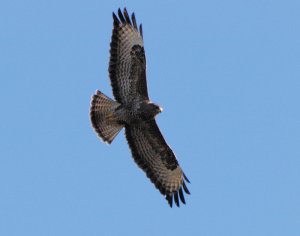 Common Buzzard