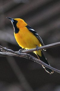 Hooded Oriole