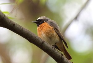 Male Redstart