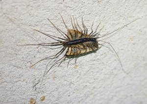 Common House Centipede