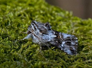 Toadflax Brocade