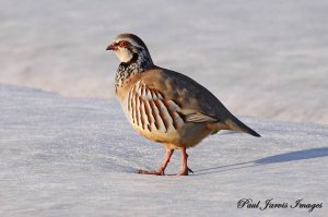 Red Leg Walking