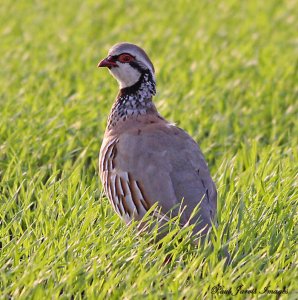 Red Legged Partridge