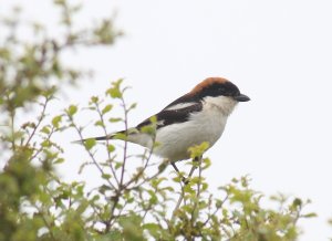 Woodchat Shrike