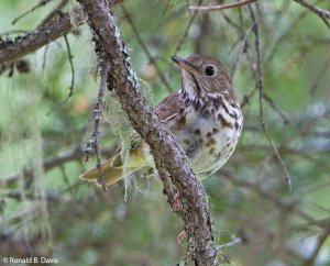 Swainson's Thrush MAINE SER