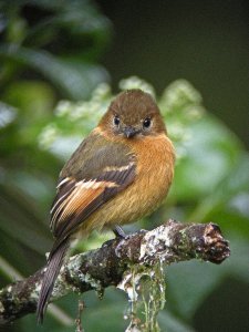 Cinnamon Flycatcher