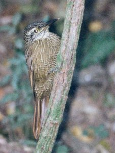 Planalto Woodcreeper