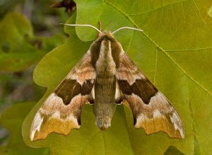 Lime Hawk-moth