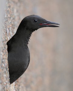 Black Guillemot