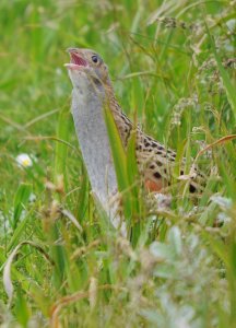 Corncrake