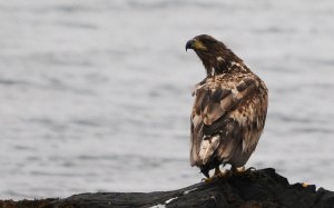 White tailed Eagle