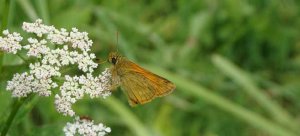 large skipper