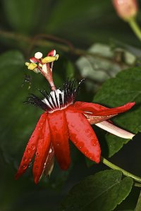 Red Passionflower Vine