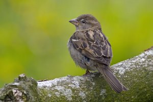 Young sparrow