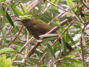 Purple-naped Sunbird - female