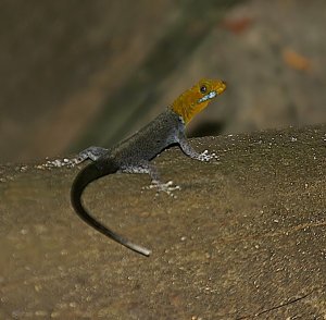 Yellow-headed Gecko (male)