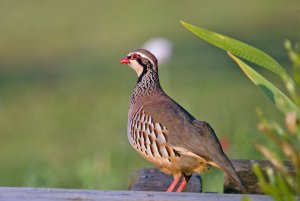 Red Legged Partridge