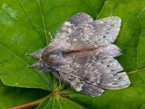 Lobster Moth