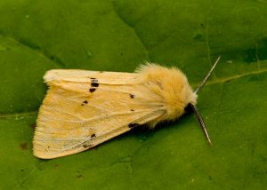 Buff Ermine