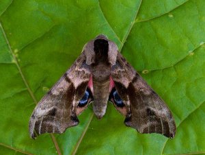 Eyed Hawk-moth