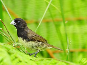 Yellow-bellied Seedeater